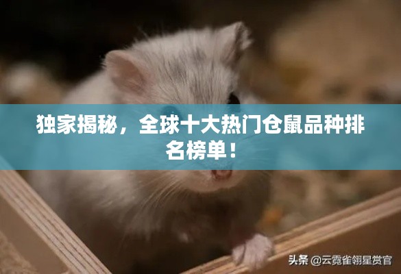 独家揭秘，全球十大热门仓鼠品种排名榜单！